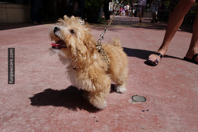 Dog Training in Miami (56)