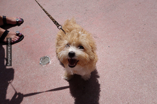 Dog Training in Miami (55)