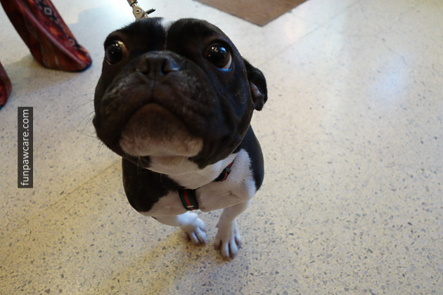 Dog Obedience Training Miami (40)