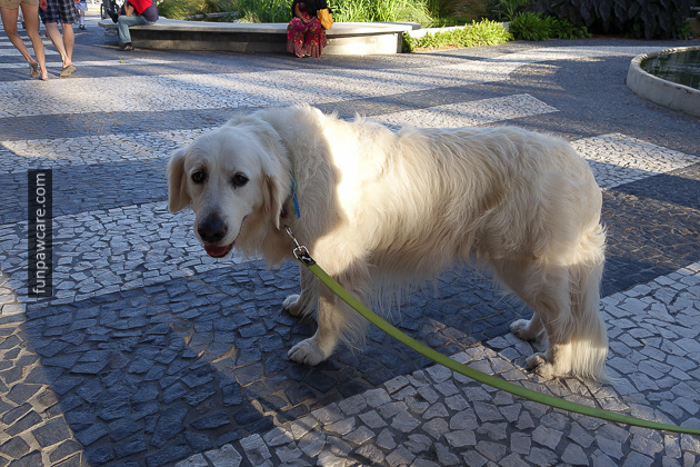 Dog Obedience Training Miami (36)