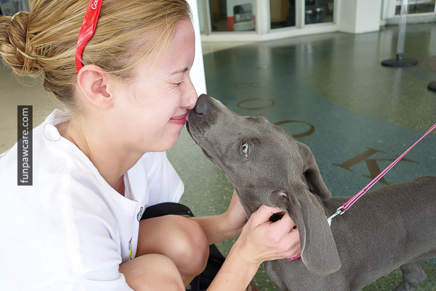 Dog Trainer Miami