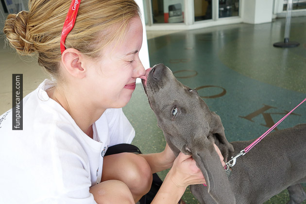 Dog Trainer Miami