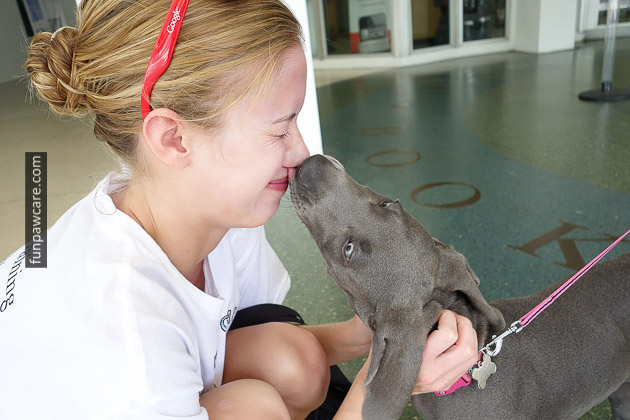 Dog Trainer Miami