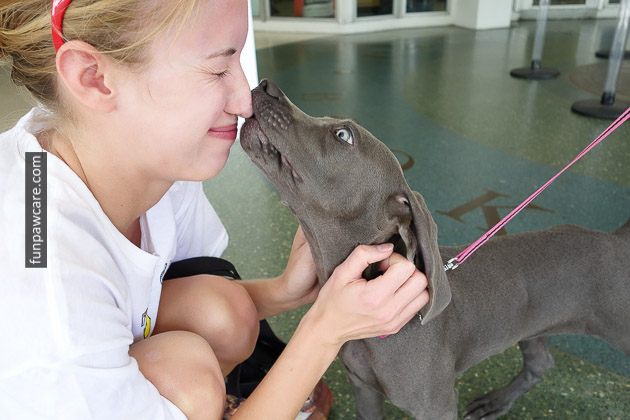 Dog Trainer Miami