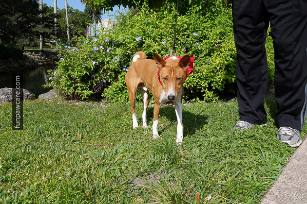 Red Bandana Miami Dog Training Photo Red Bandana Miami Dog Training Photo - Fun Paw Care