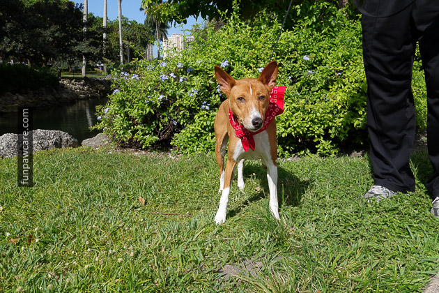 Dog Boarding, Miami Red Bandana Puppy Photo Dog Boarding, Miami Red Bandana Puppy Photo - Fun Paw Care