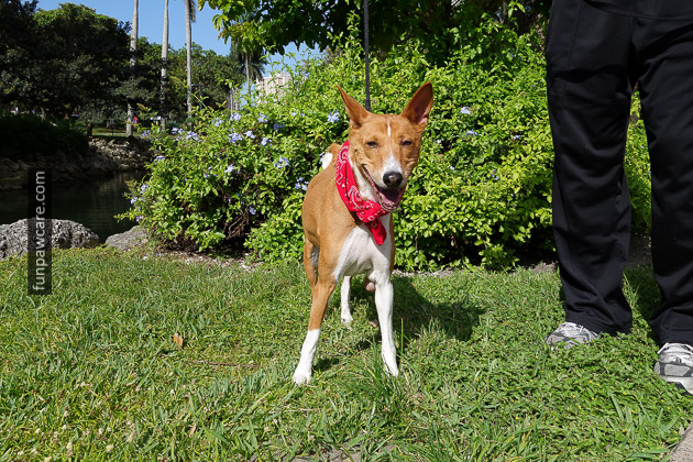 Smiling Puppy Training, Miami Dog Photo Smiling Puppy Training, Miami Dog Photo - Fun Paw Care