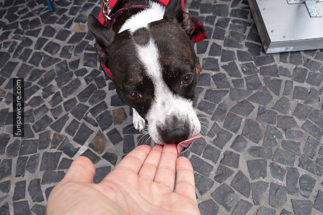 Puppy Licking Dog Trainer, Miami Photo Puppy Licking Dog Trainer, Miami Photo - Fun Paw Care
