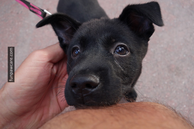 Dog Trainers in Miami (28)