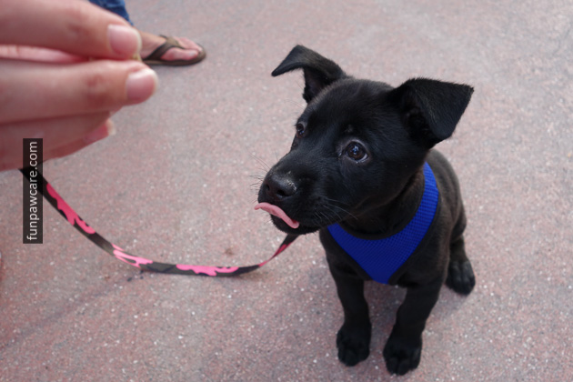 Dog Trainers in Miami (27)