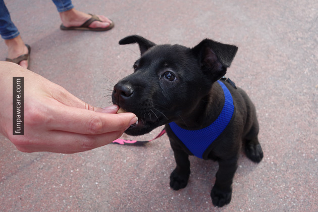 Dog Trainers in Miami (26)