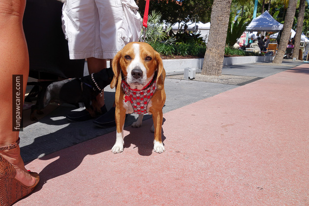 Dog Training Classes Miami (49)