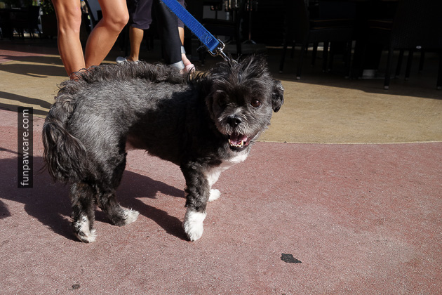 Dog Training Classes Miami (36)