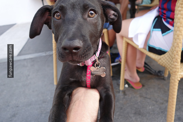 Dog Training Classes Miami (26)