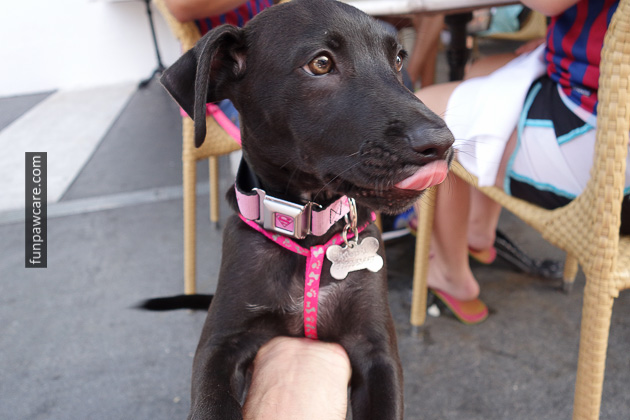 Dog Training Classes Miami (25)