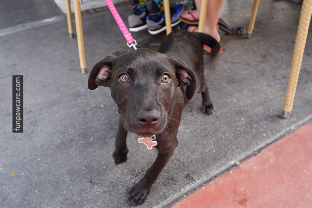Dog Training Classes Miami (24)