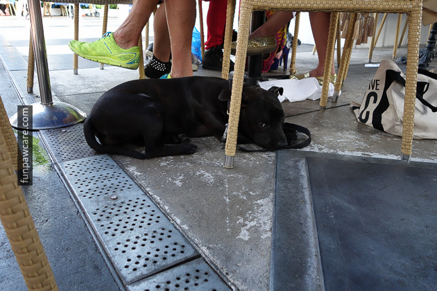Dog Training Classes Miami (23)