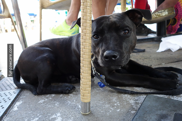 Dog Training Classes Miami (22)