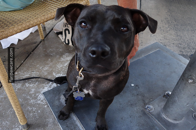 Dog Training Classes Miami (21)