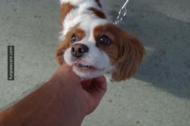 Dog Training Classes Miami (19)