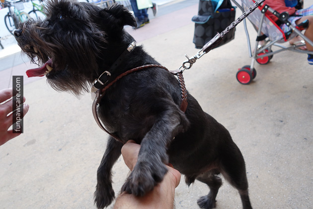 Dog Training Classes Miami (16)