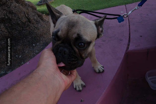 Dog Training Classes Miami (13)