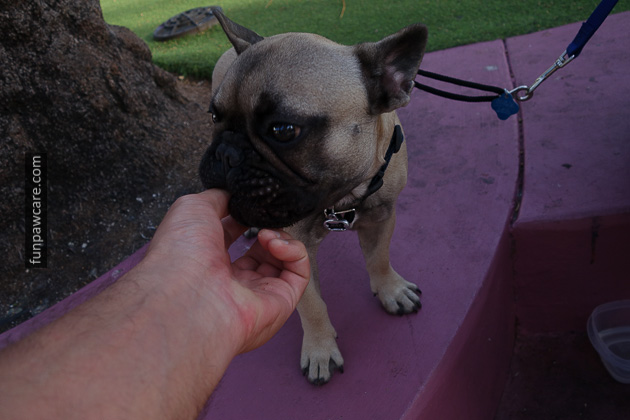 Dog Training Classes Miami (12)