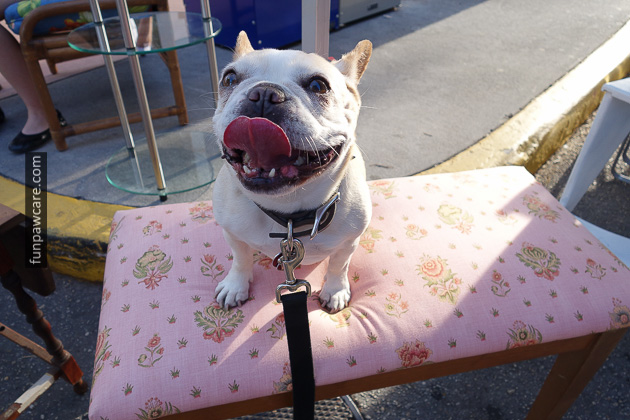 Dog Training Classes Miami (11)
