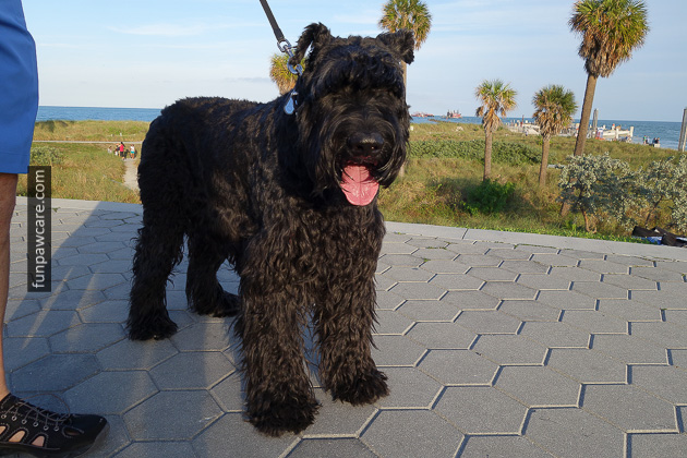 Dog Training Classes Miami (10)