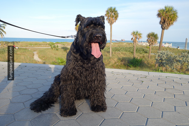 Dog Training Classes Miami (4)