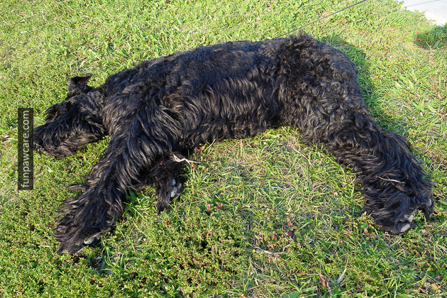 Dog Training Classes Miami (3)