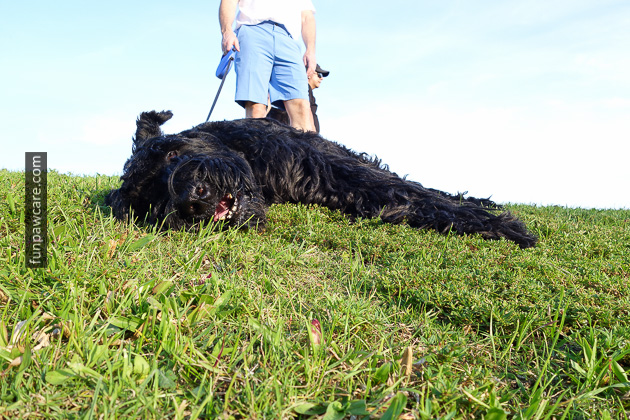 Dog Training Classes Miami (2)