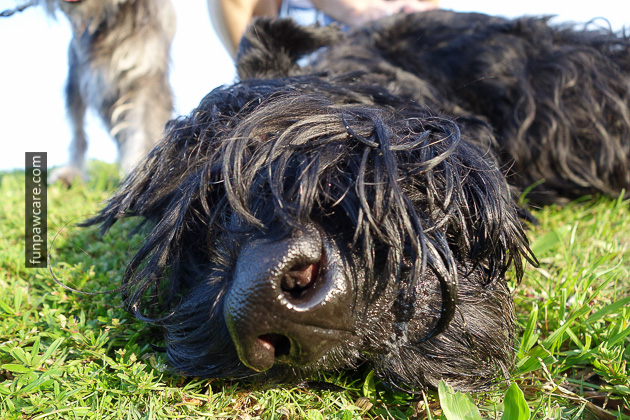 Dog Training Classes Miami (1)