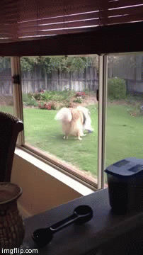 dog training miami