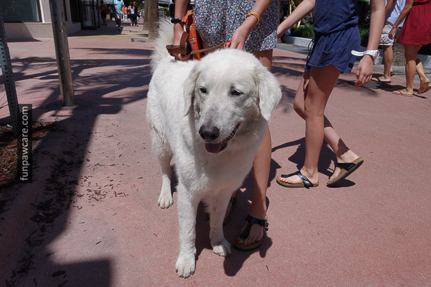 Miami Dog Training (82)