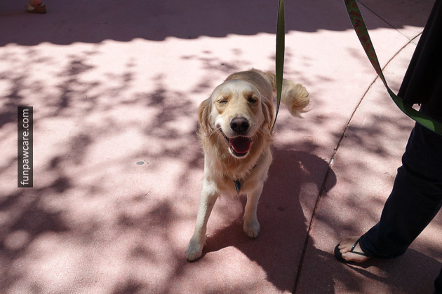 Miami Dog Training (73)