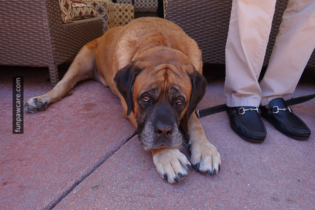 Miami Dog Training (72)