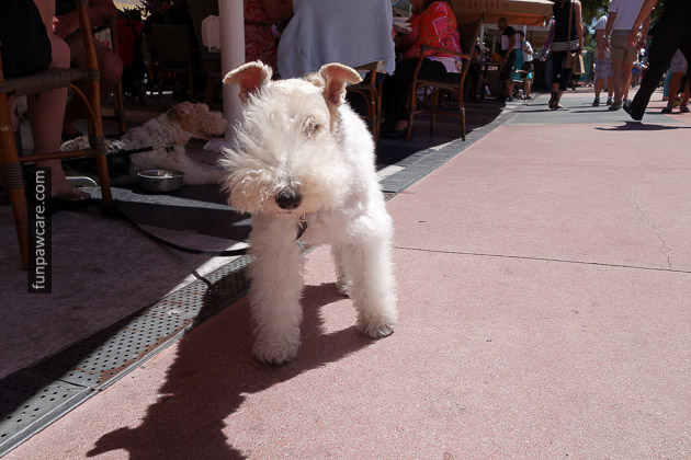 Miami Dog Training (69)