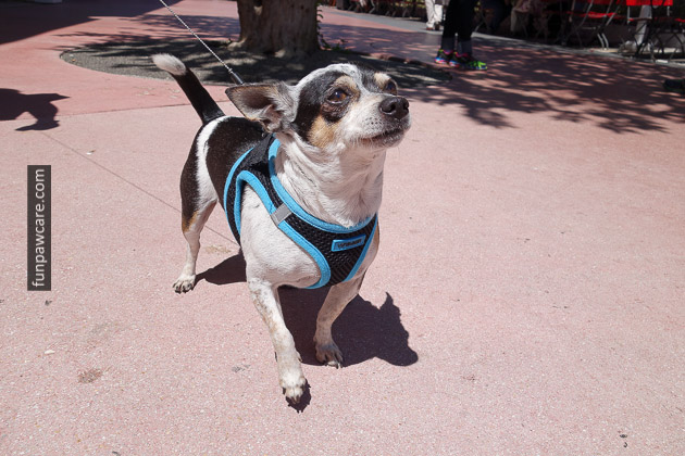 Miami Dog Training (68)