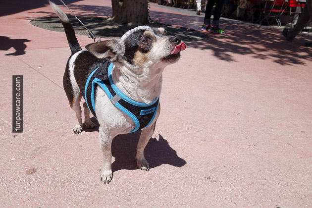 Miami Dog Training (67)