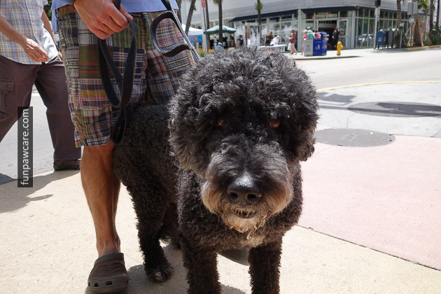 Miami Dog Training (58)