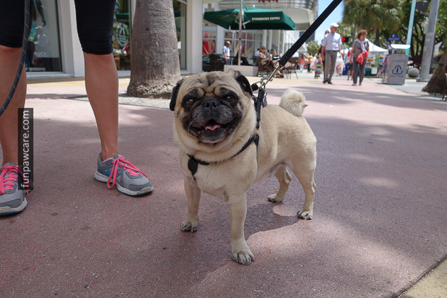 Miami Dog Training (52)
