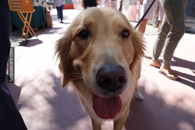 Golden Retreiver Close Up Picture At Miami Dog Training Golden Retreiver Close Up Picture At Miami Dog Training - Fun Paw Care