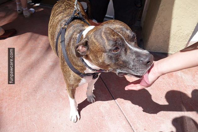 Brown Pitbull Kisses Dog Trainers Miami Photo Brown Pitbull Kisses Dog Trainers Miami Photo - Fun Paw Care