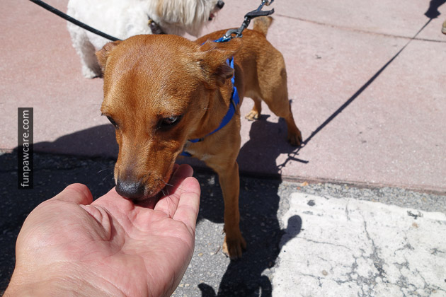 Miami Dog Training (79)