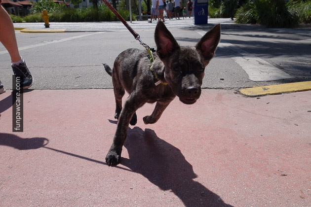 Picture Of Little Black Puppy Running With Big Ears At Puppy Training Miami Picture Of Little Black Puppy Running With Big Ears At Puppy Training Miami - Fun Paw Care