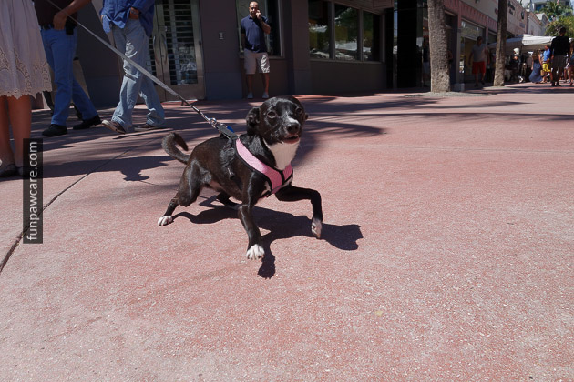 Miami Dog Training (78)