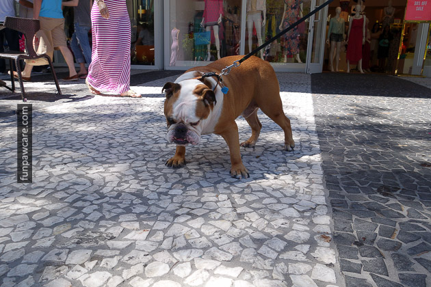 Picture Of Bulldog Puppy On Leash At Dog Training Classes Miami Picture Of Bulldog Puppy On Leash At Dog Training Classes Miami - Fun Paw Care