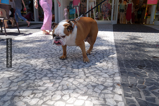 Growling Bulldog At Dog Training Classes Miami Growling Bulldog At Dog Training Classes Miami - Fun Paw Care