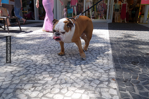 Miami Dog Training (30)